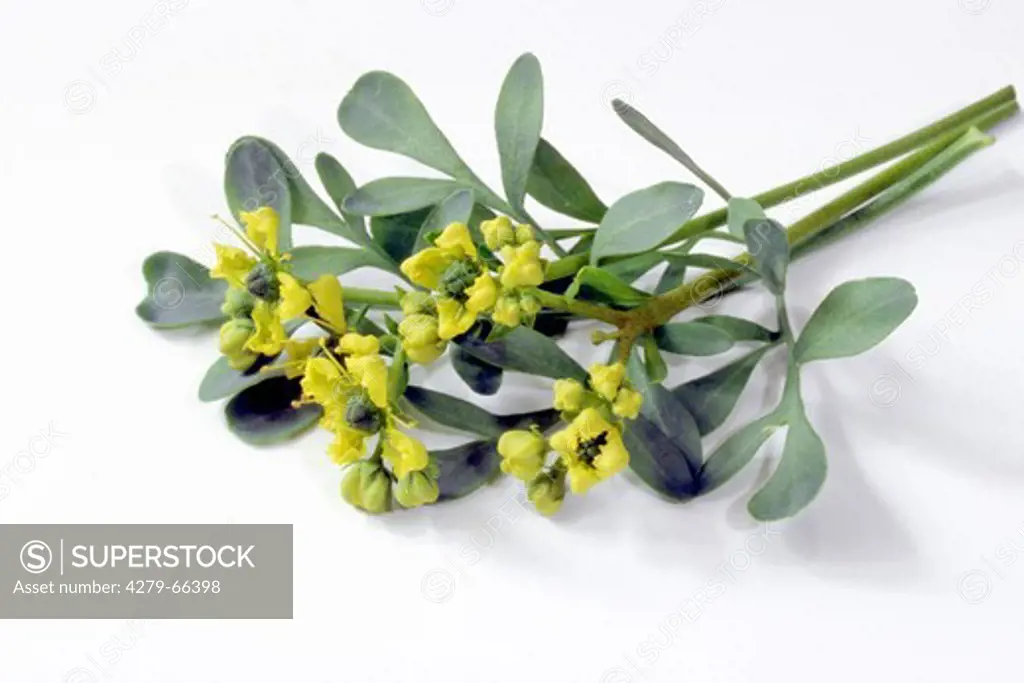 DEU, 2004: Common Rue, Herb of Grace (Ruta graveolens), flowering stem, studio picture.