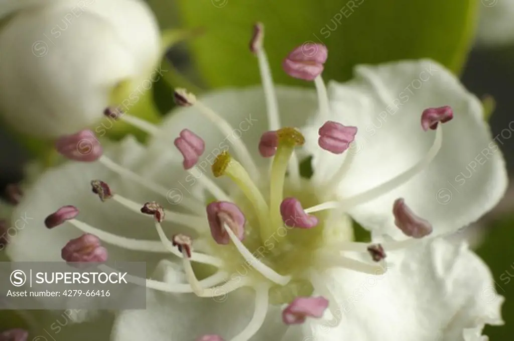 DEU, 2009: Midland Hawthorn (Crataegus laevigata), close-up of flower.