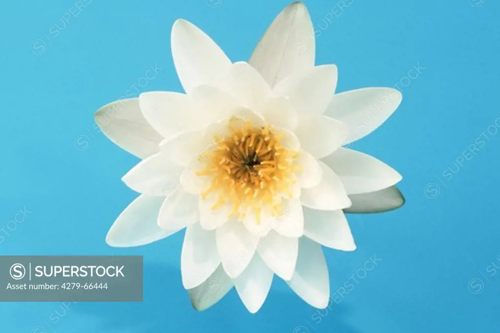 DEU, 2003: White Water Lily (Nymphaea alba), flower, studio picture.