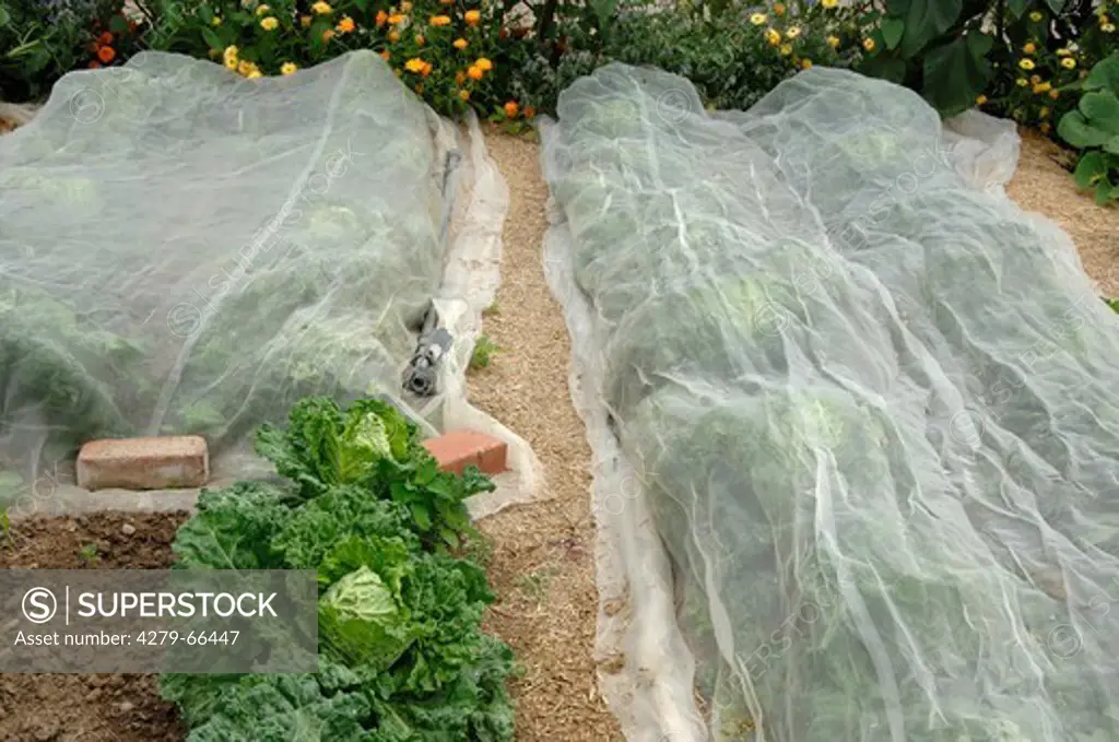 DEU, 2007: Cabbage bed covered with gauze to protect the plants against Glasshouse White Fly, Greenhouse white fly (Trialeurodes vaporariorum).