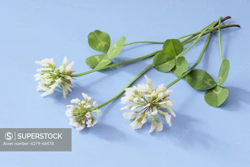 DEU, 2005: Ladino Clover, White Clover (Trifolium repens), flowers and leaves, studio picture.