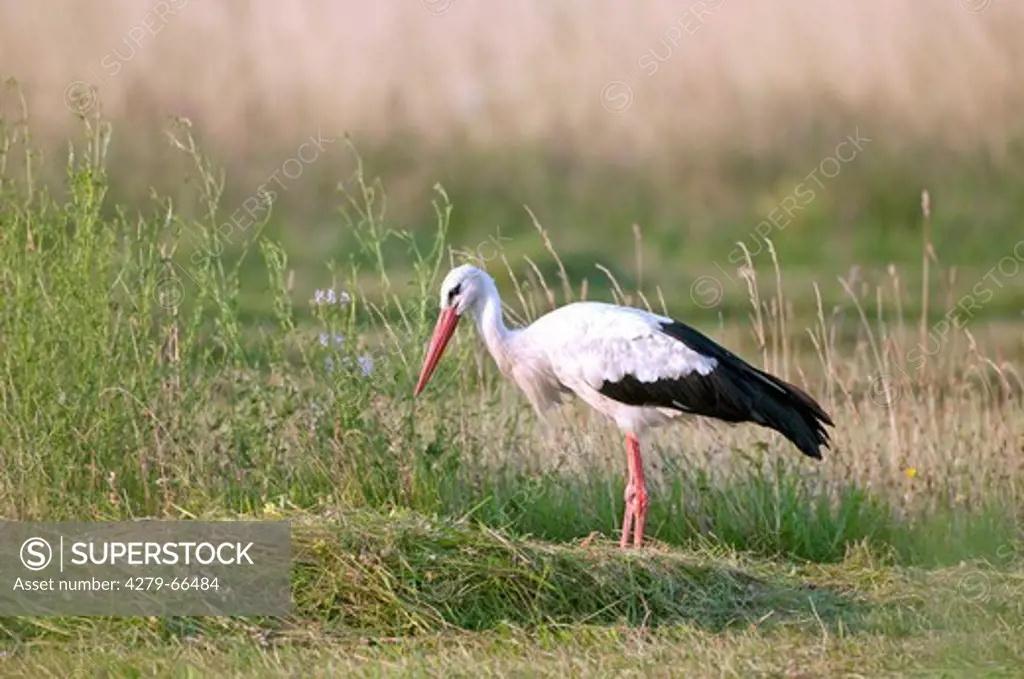 AUT, 2010: European White Stork (Ciconia ciconia), adult foraging on a mowed meadow, Burgenland, Austria.