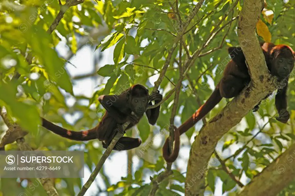 two red howlers , Alouatta seniculus