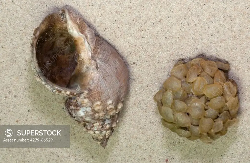 DEU, 2009: Shell and egg case of Common Whelk (Buccinum undatum) on beach sand.