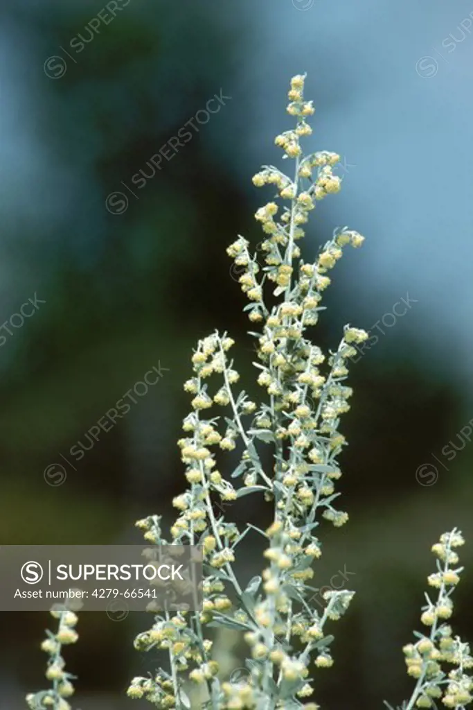 DEU, 2001: Absinthe, Common Wormwood (Artemisia absinthum), flowering.