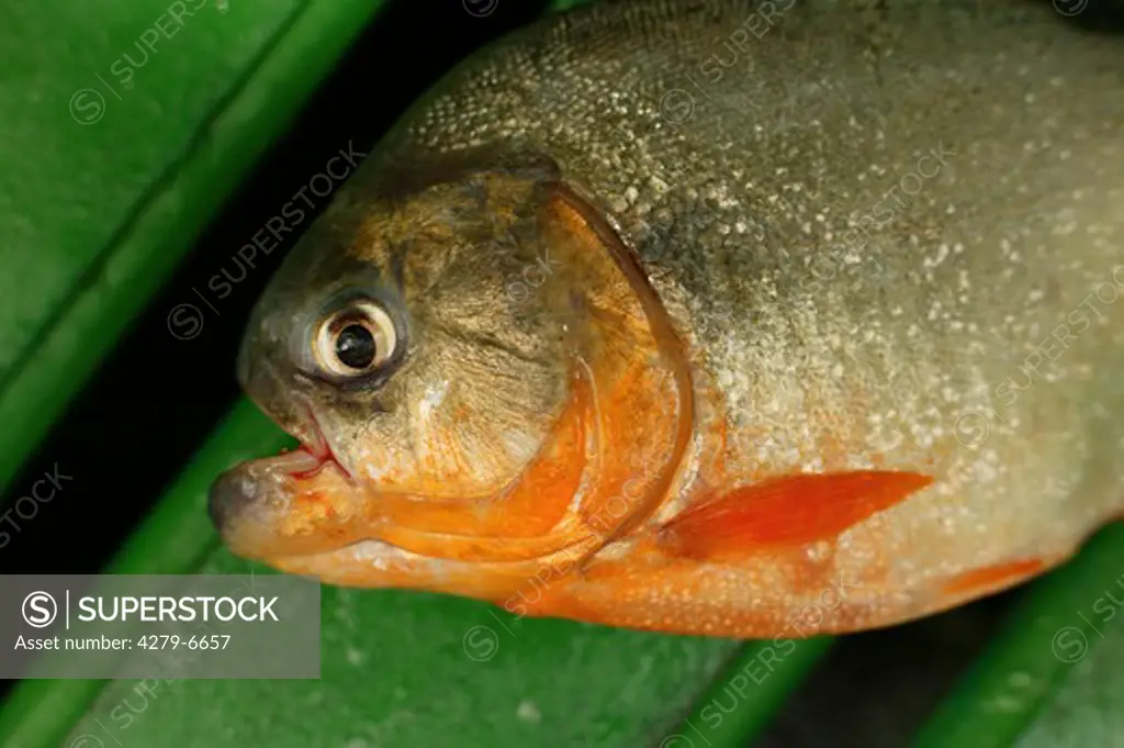 convex-headed piranha, red piranha, Serrasalmus natteri