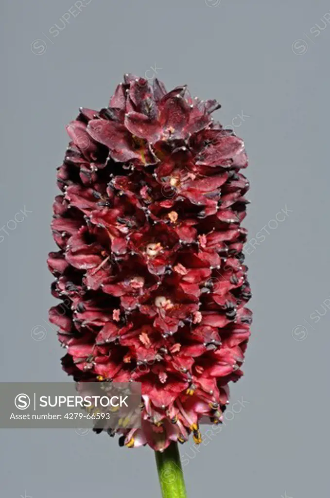 DEU, 2008: Great Burnet (Sanguisorba officinalis), flower, studio picture.