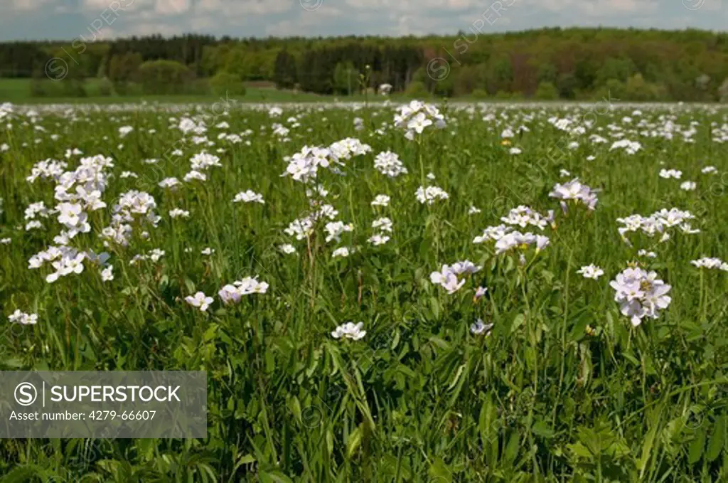 DEU, 2009: Cuckoo Flower, Ladys Smock (Cardamine pratensis), flowering plants on a meadow.