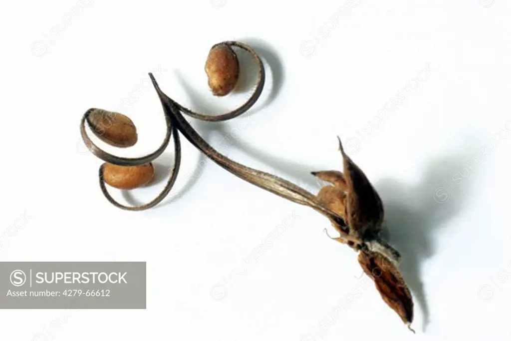 DEU, 2005: Meadow Cranesbill (Geranium pratense), seed, studio picture.