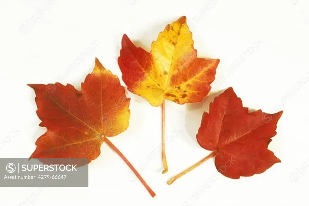 DEU, 2000: Virginia Creeper (Parthenocissus tricuspidata), autumn colours.