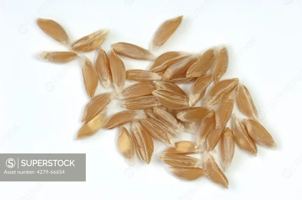 DEU, 2010: Einkorn Wheat (Triticum boeoticum), seeds. Studio picture against a white background.
