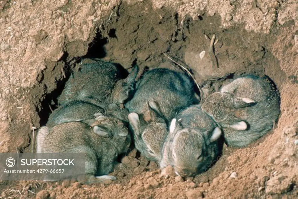 DEU, 2003: Young Rabbits (Oryctolagus cuniculus) in underground nest chamber, which has been dug up.