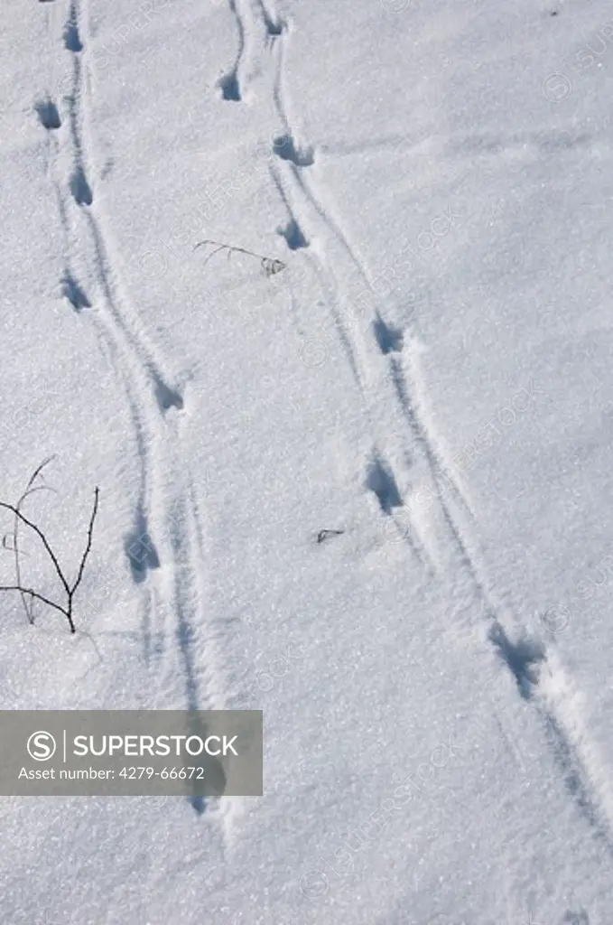 DEU, 2010: Wild Boar (Sus scrofa). Tracks of two individuals in snow.