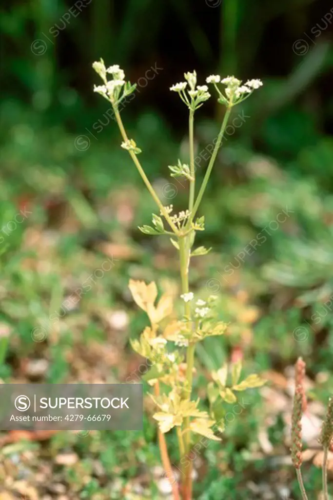 DEU, 2003: Wild Celery (Apium graveolens), flowering.
