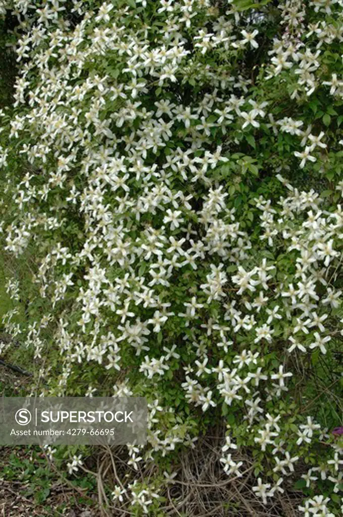 DEU, 2007: Anemone Clematis (Clematis montana), variety: Wilsonii, flowering.