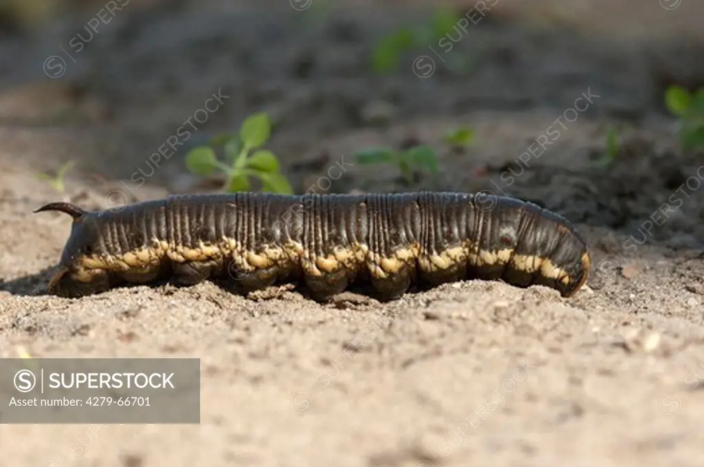 DEU, 2010: Convolvulus Hawkmoth (Agrius convolvuli). Caterpillar crawling over the ground, looking for a good place to pupate.