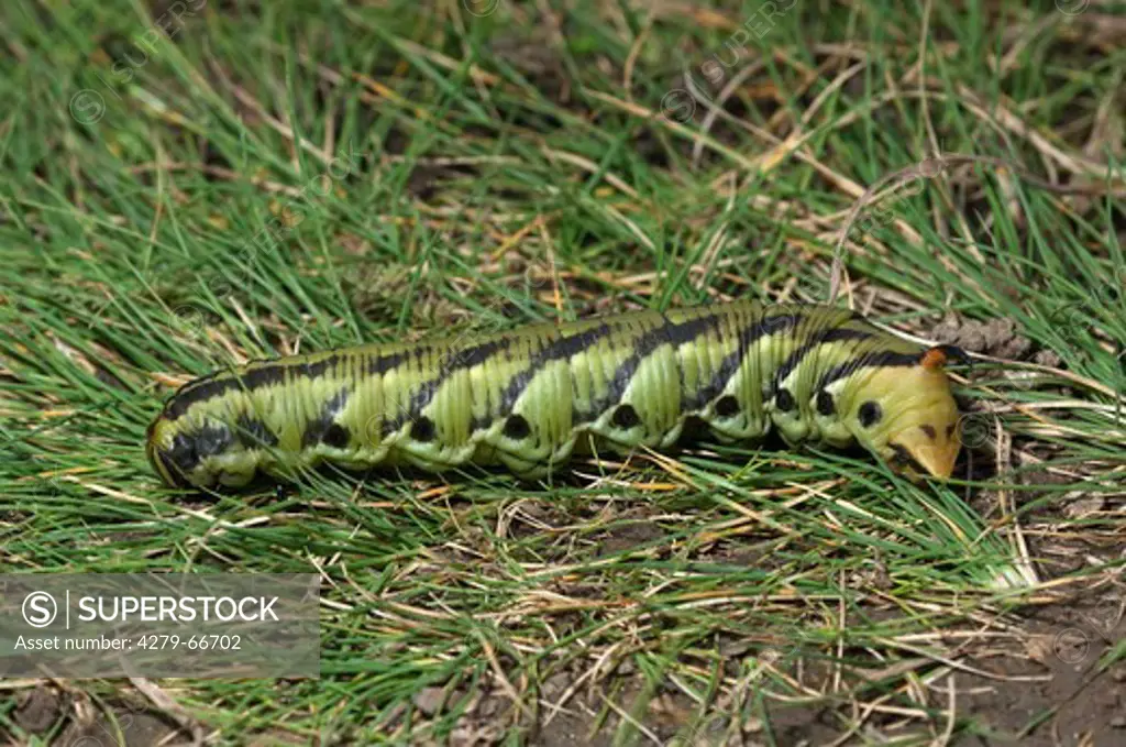 DEU, 2010: Convolvulus Hawkmoth (Agrius convolvuli). Green form of caterpillar crawling over the ground, looking for a good place to pupate.