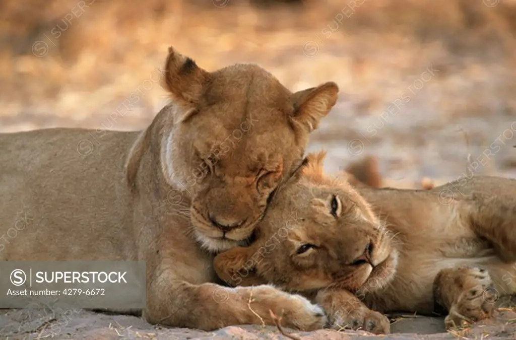 lioness sleeping next to cub, Panthera leo