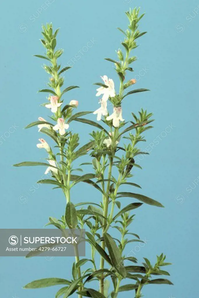 DEU, 2002: Winter Savory (Satureja montana), flowering, studio picture.