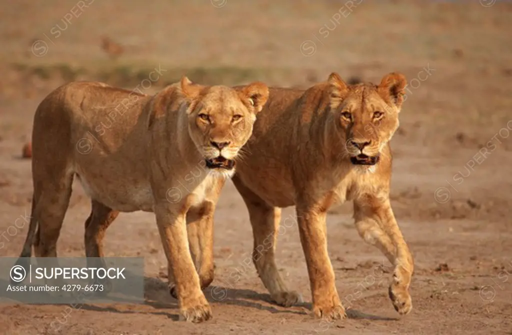 two lionesses - walking, Panthera leo
