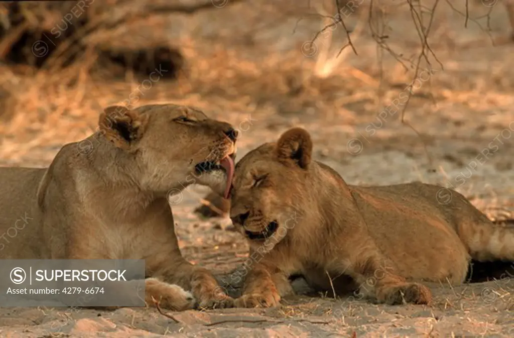 lioness with cub, Panthera leo