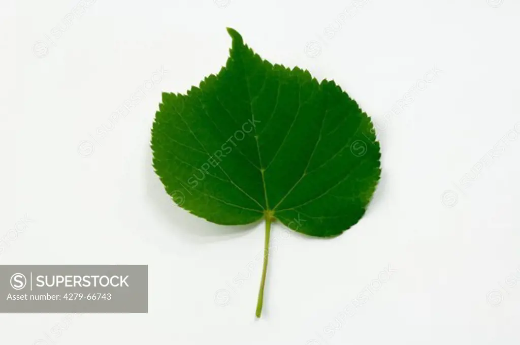 DEU, 2007: Small-leaved Lime (Tilia cordata), leaf, studio picture.