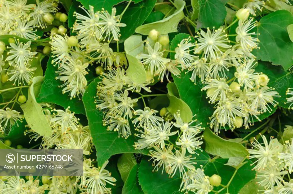 DEU, 2007: Small-leaved Lime (Tilia cordata), leaves and blossoms.