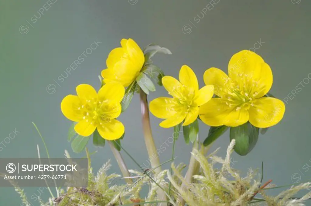 DEU, 2009: Winter Aconite (Eranthis hyemalis, Eranthis hiemalis), flowers.