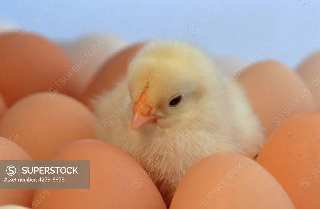 chick between eggs