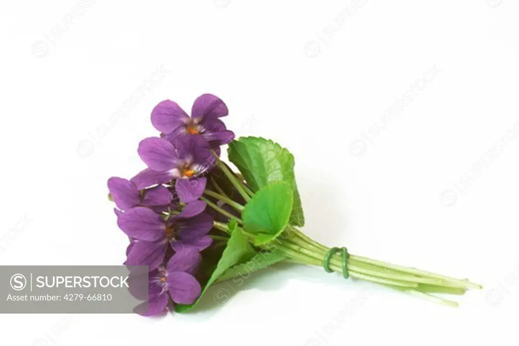 DEU, 2001: Sweet Violet (Viola odorata), posy.