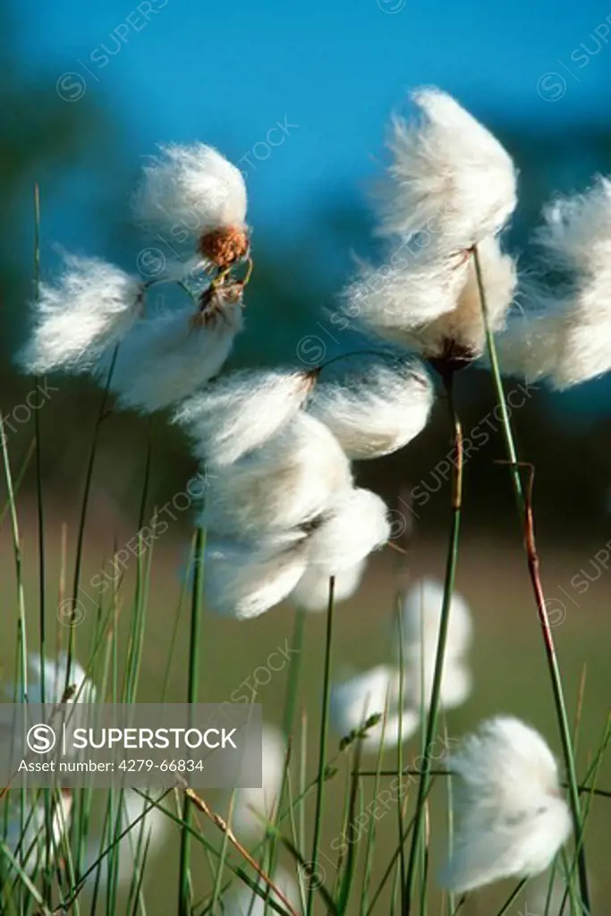 DEU, 2002: Common Cottongrass (Eriophorum angustifolium), seed heads.