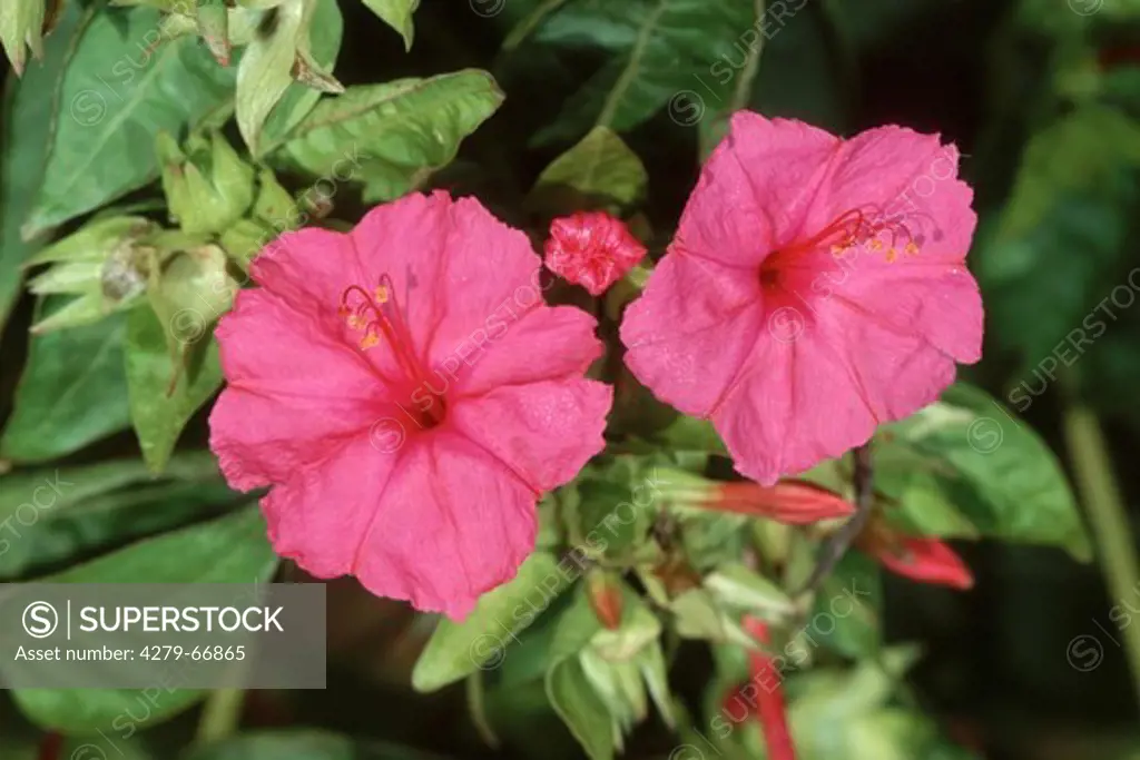 DEU, 2003: Four O'Clock Plant, Marvel Of Peru (Mirabilis jalapa), flowers.