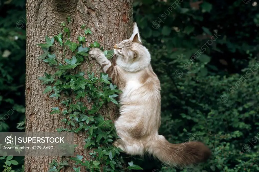 Somali cat climbing up a tree
