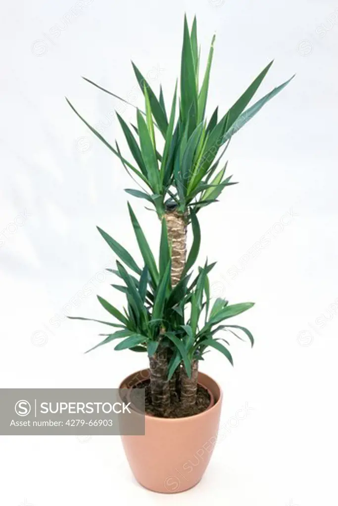 Aloe Yucca, Spanish Dagger (Yucca aloifolia), potted plant, studio picture against a white background