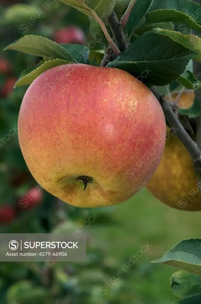 DEU, 2009: Domestic Apple (Malus domestica), variety: Zabergaeu-Renette, apple on a tree.
