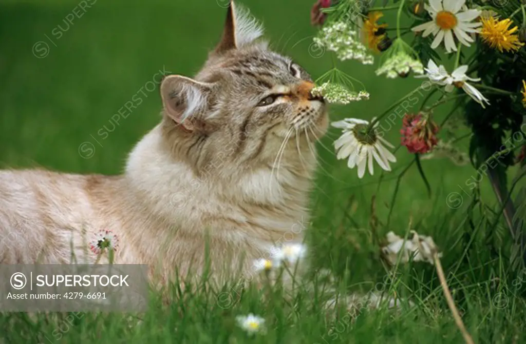 Somali cat sniffing a flower