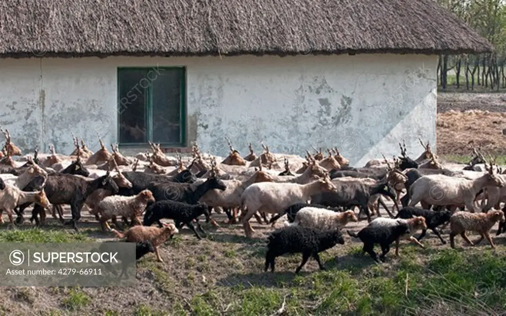 AUT, 2010: Zackelschaf (Ovis aries strepsiceros Hungaricus). Am Morgen werden die Tiere aus dem Stall auf die Weiden getrieben.