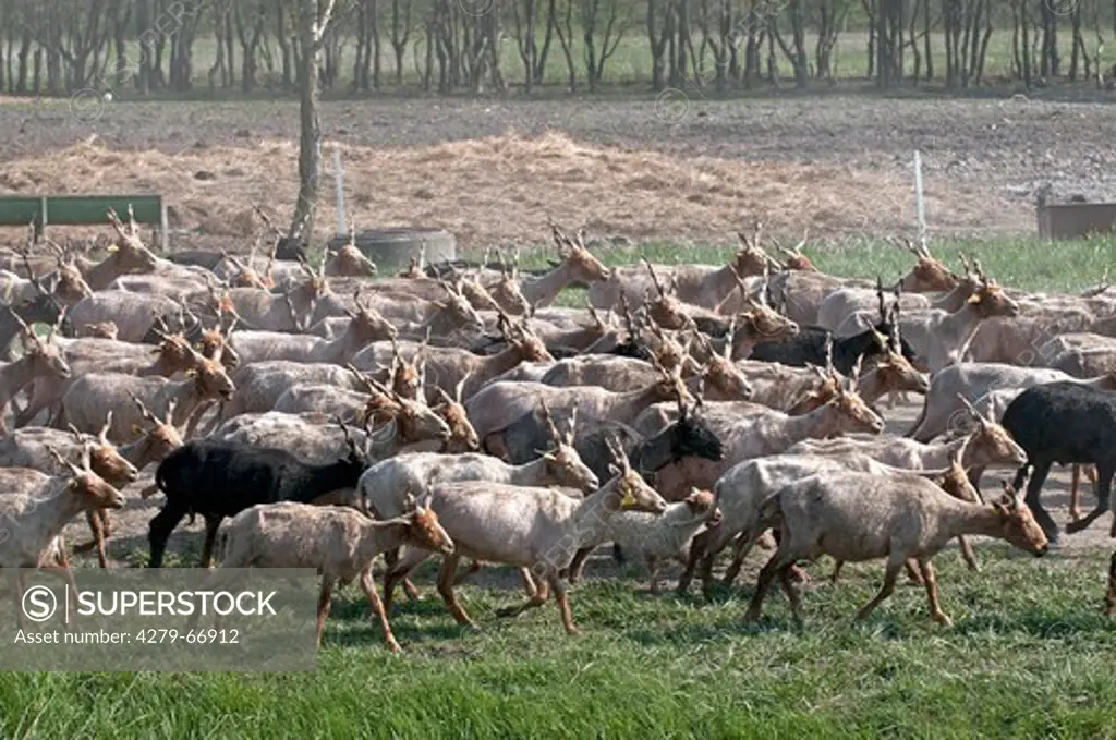 AUT, 2010: Zackelschaf (Ovis aries strepsiceros Hungaricus). Am Morgen werden die Tiere aus dem Stall auf die Weiden getrieben.