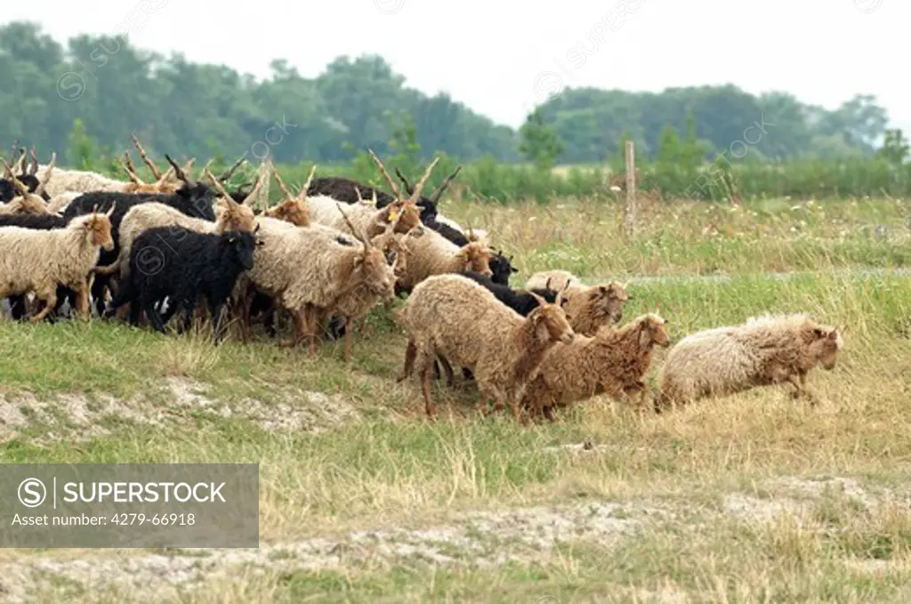 AUT, 2010: Zackelschaf (Ovis aries strepsiceros Hungaricus). Herde kreuzt einen Feldweg und einen daneben liegenden Graben. F