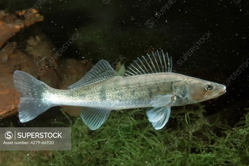 Pike-perch, Zander (Stizostedion lucioperca, Sander lucioperca, Lucioperca lucioperca) under water