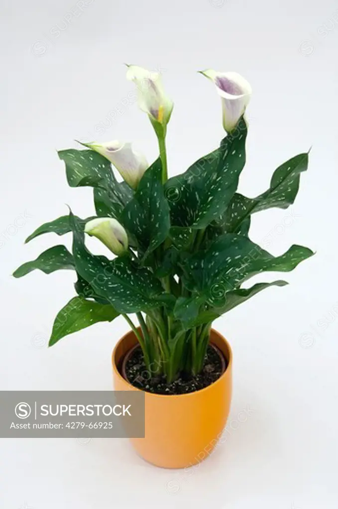 DEU, 2011: Arum Lily (Zantedeschia). Potted plant. Studio picture against a white background , DEU , 2011 : Calla ( Zantedeschia); Freisteller;