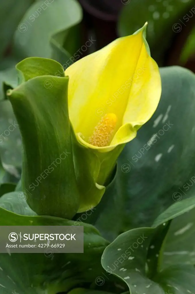 DEU, 2011: Arum Lily (Zantedeschia). Yellow flowers.