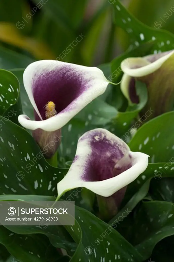 DEU, 2011: Arum Lily (Zantedeschia). White-purple flowers.