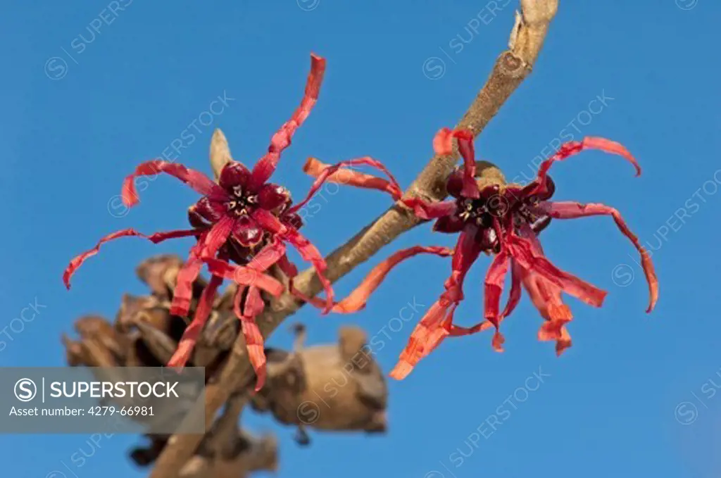 DEU, 2010: Red Witch Hazel (Hamamelis x intermedia Diane), flowering twig.