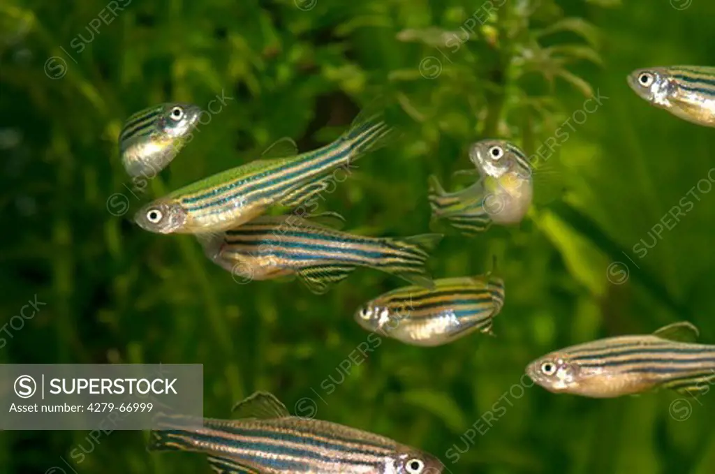 DEU, 2009: Zebra Danio, Zebrafish (Brachydanio rerio, Danio rerio), swarm in an aquarium.