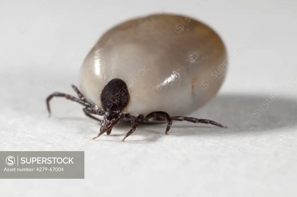 Castor Bean Tick (Ixodes ricinus), female completely bloated with blood, studio picture.