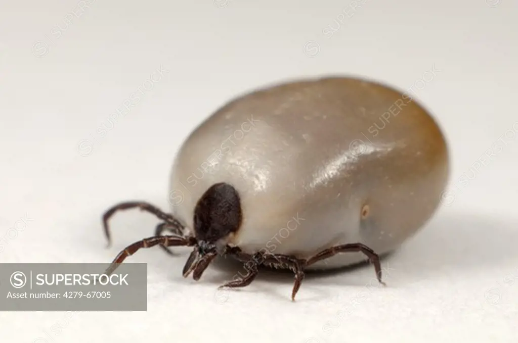 DEU, 2008: Castor Bean Tick (Ixodes ricinus), female completely bloated with blood, studio picture.