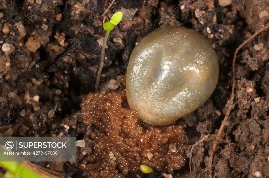 DEU, 2009: Castor Bean Tick (Ixodes ricinus). nach laengerer Reifezeit scheidet sie eine grosse Zahl Eier aus; es bleibt eine leere Huelle uebrig, die abstirbt;