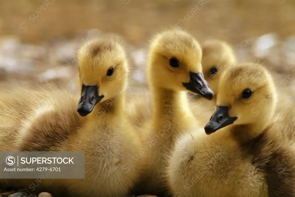 chicks of Canada goose