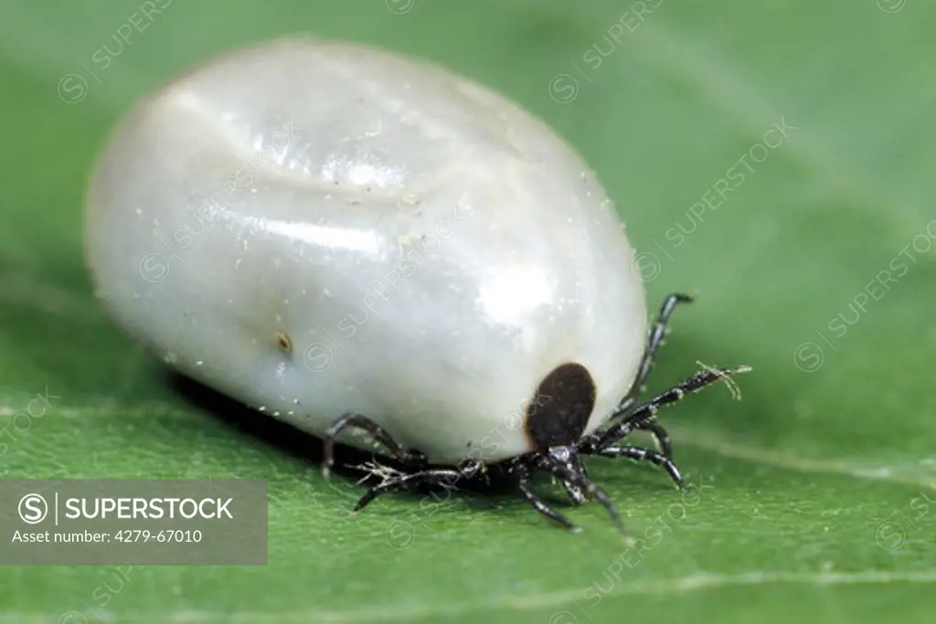 DEU, 2004: Castor Bean Tick, European Sheep Tick (Ixodes ricinus), female completely bloated with blood.